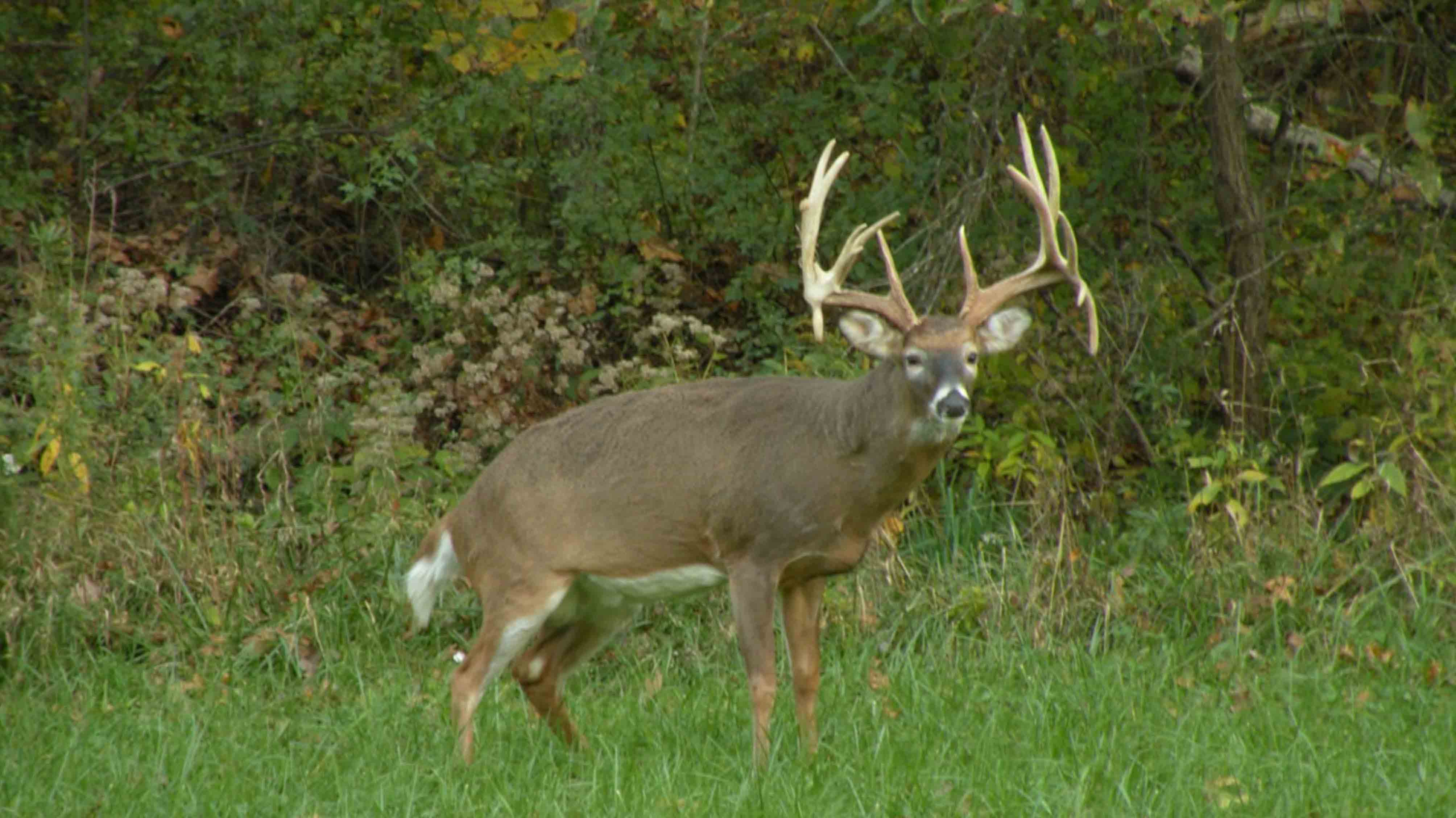 A young whitetail buck stepping through green undergrowth between pines