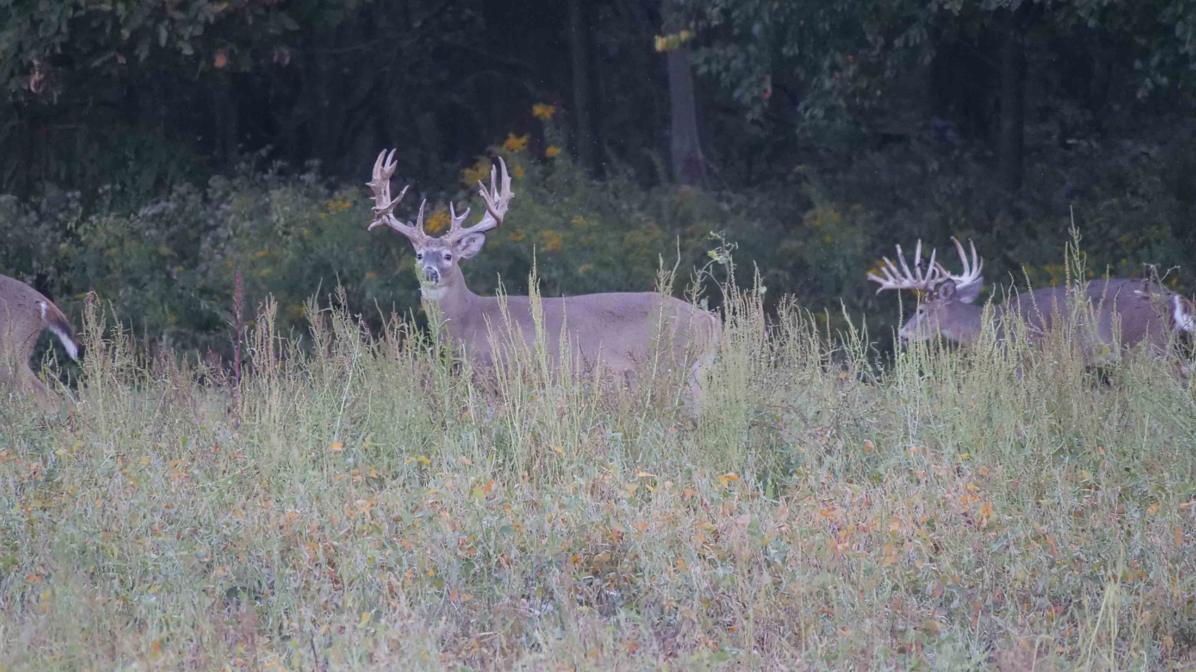 Two whitetail bucks feeding in tall grass on the preserve
