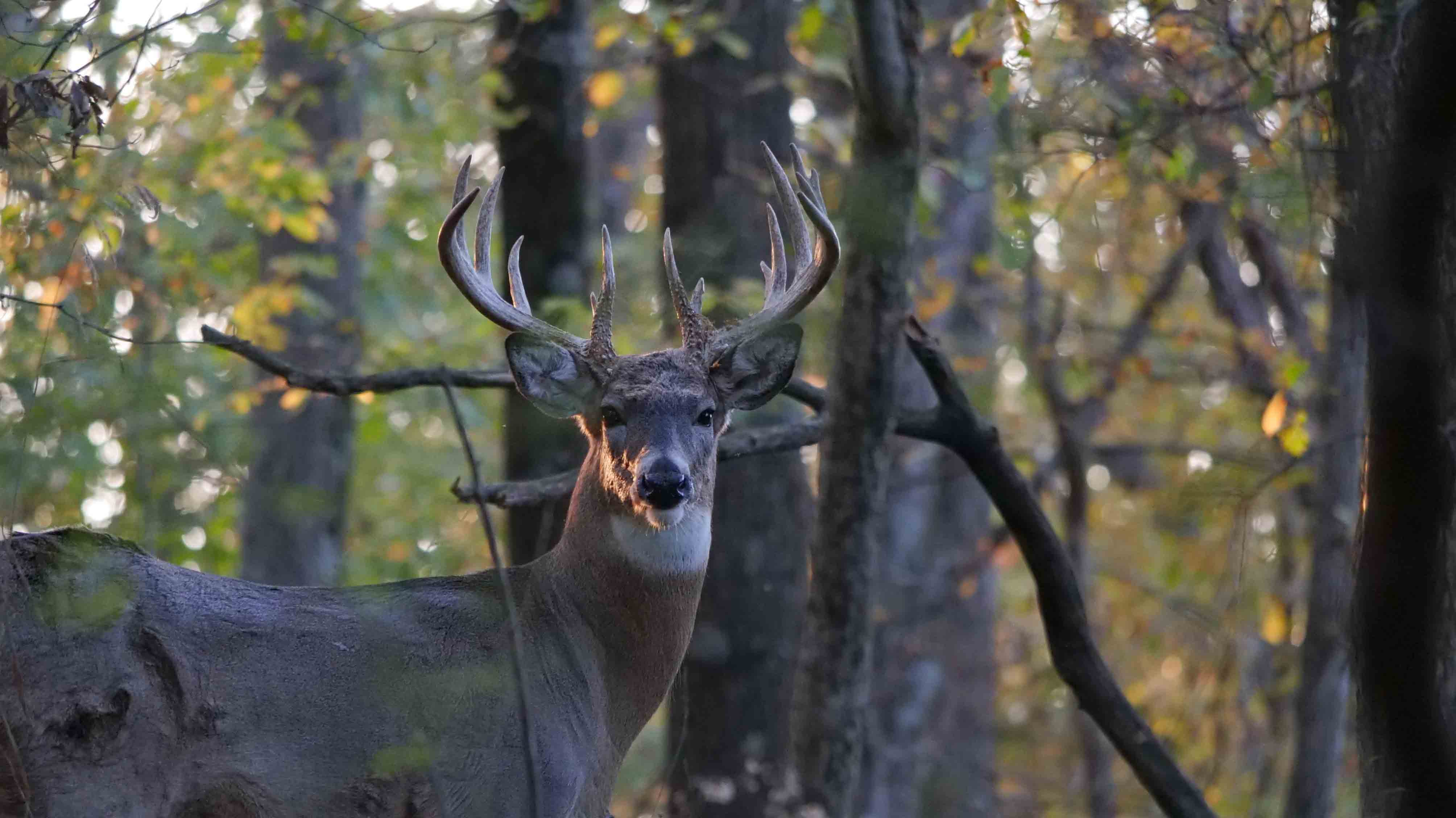 A whitetail buck standing among tall pines on the Porter Ranch preserve